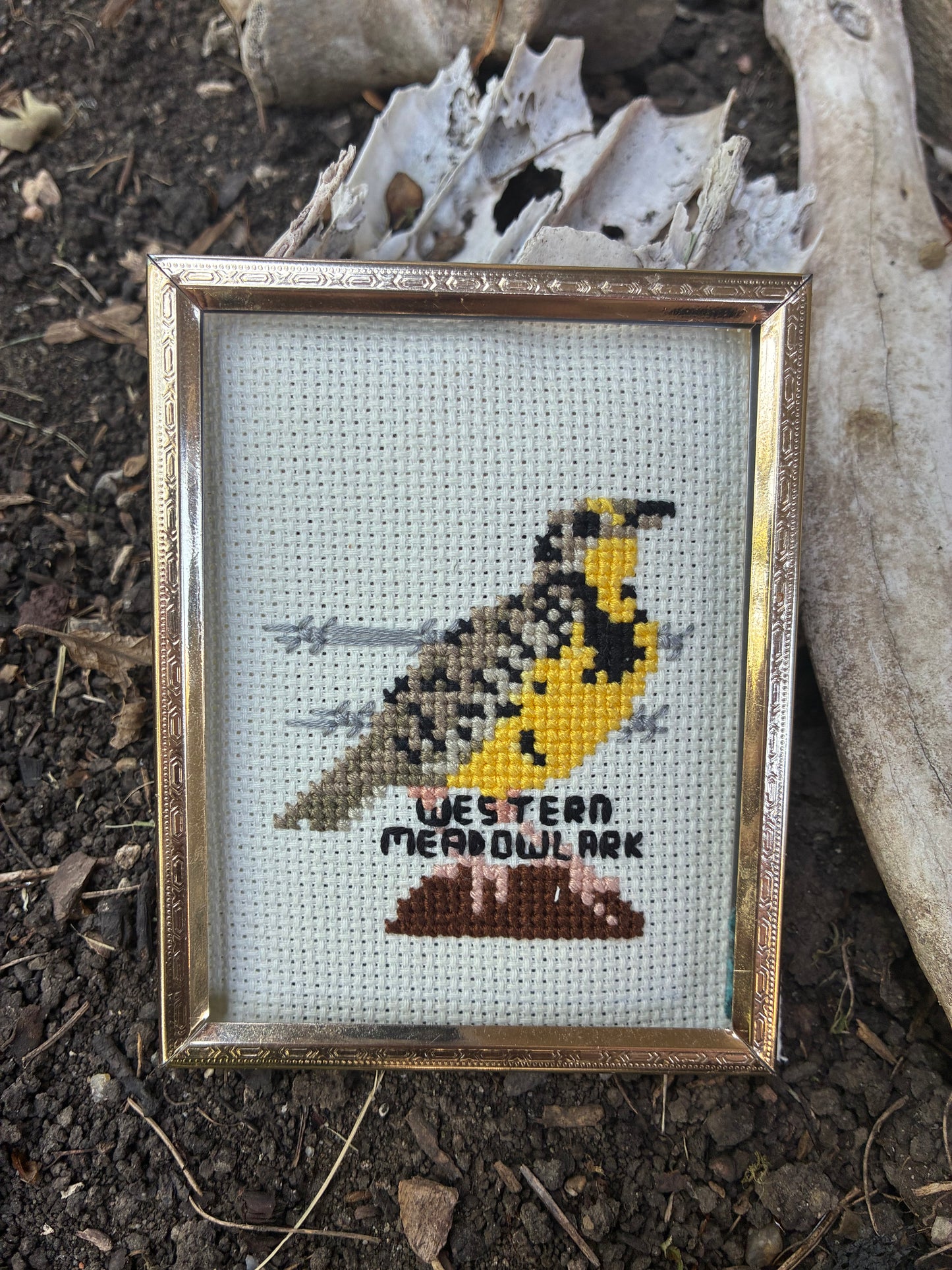 Western Meadowlark PDF