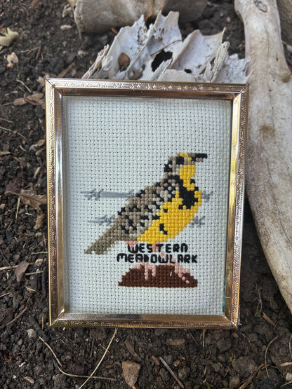 Western Meadowlark PDF