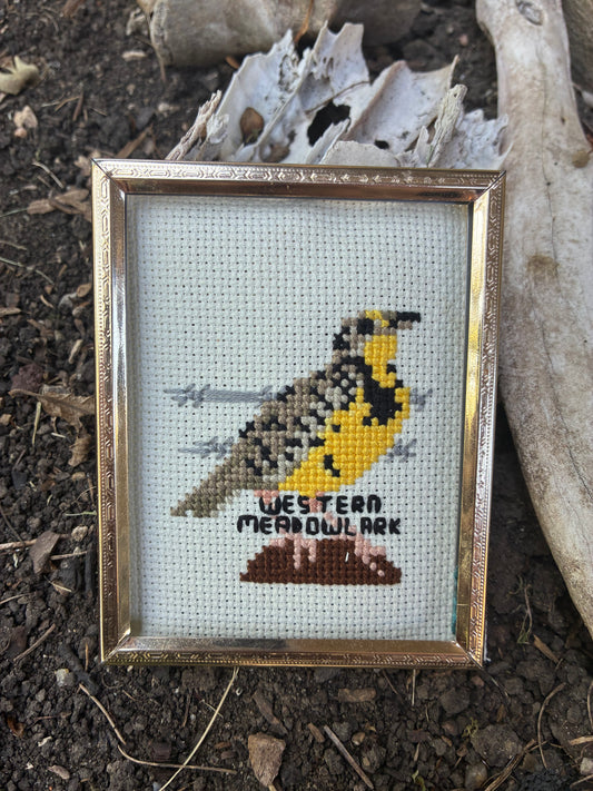 Western Meadowlark PDF