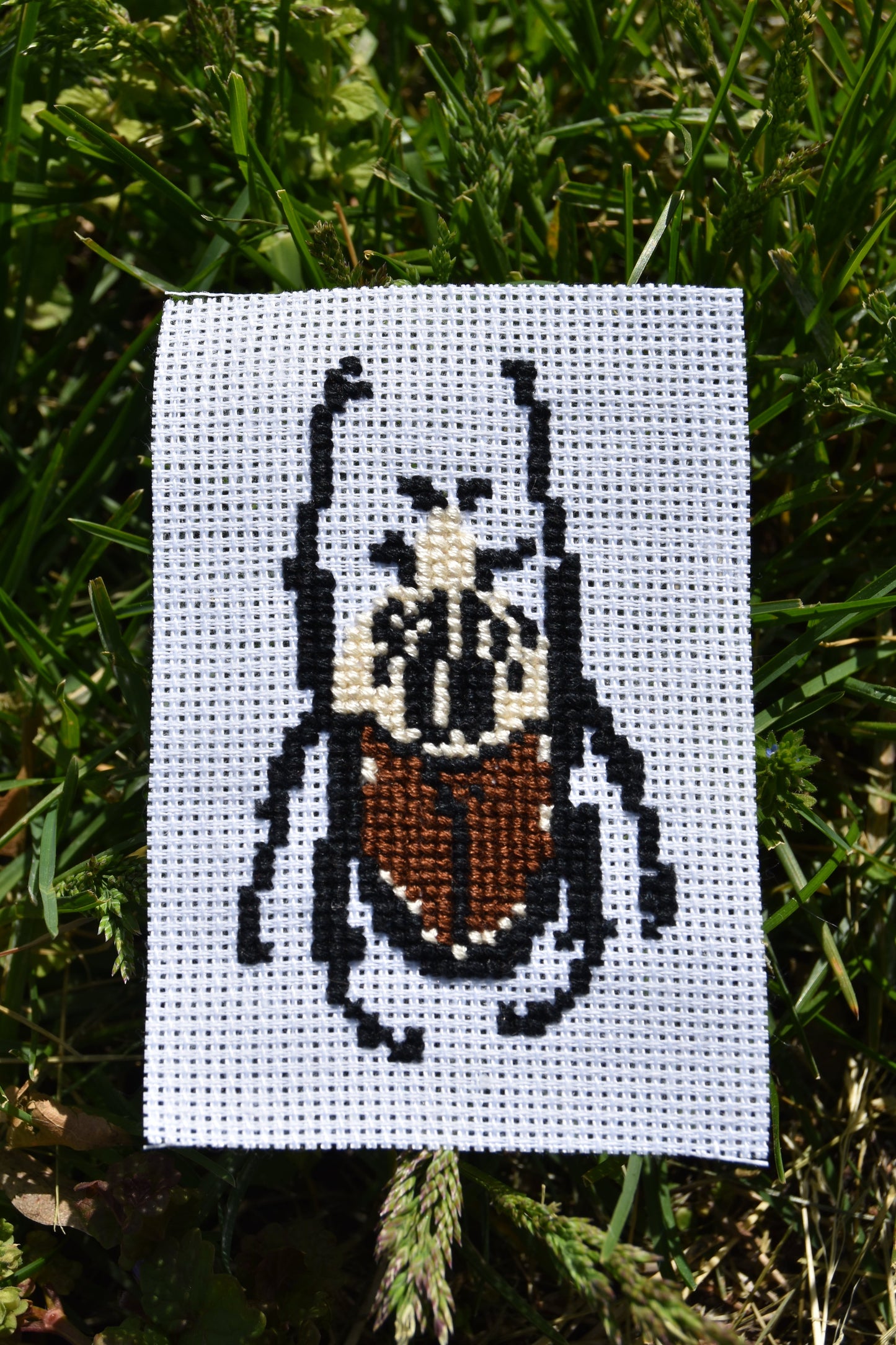 Goliath Beetle (Goliathus goliatus)