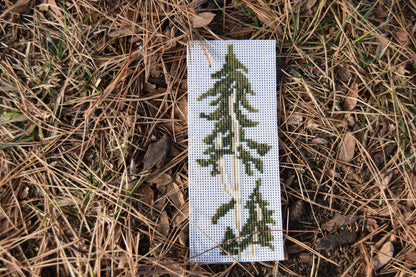 Subalpine Fir (Abies lasiocarpa)