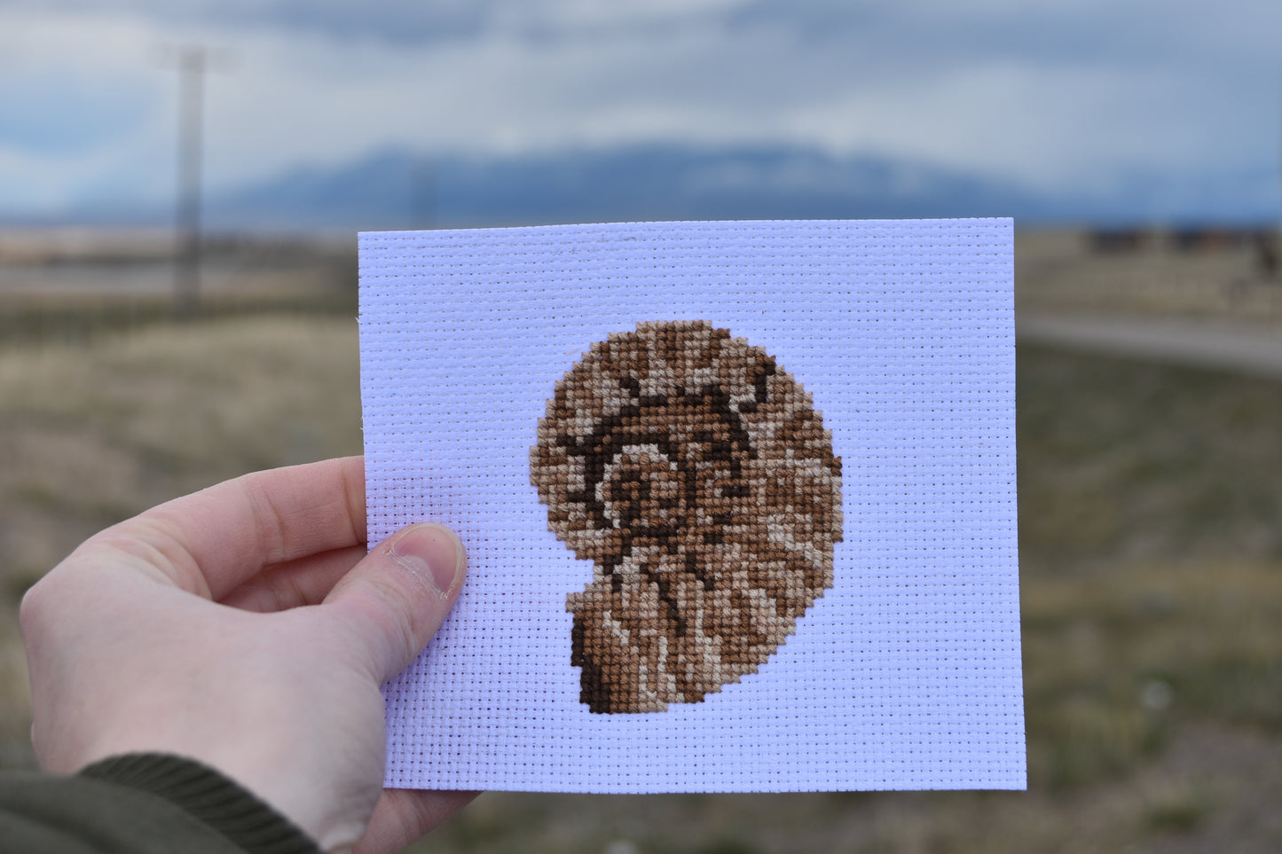 Ammonite (Ammonoidea)