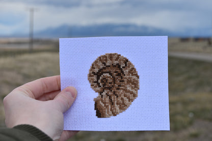 Ammonite (Ammonoidea)