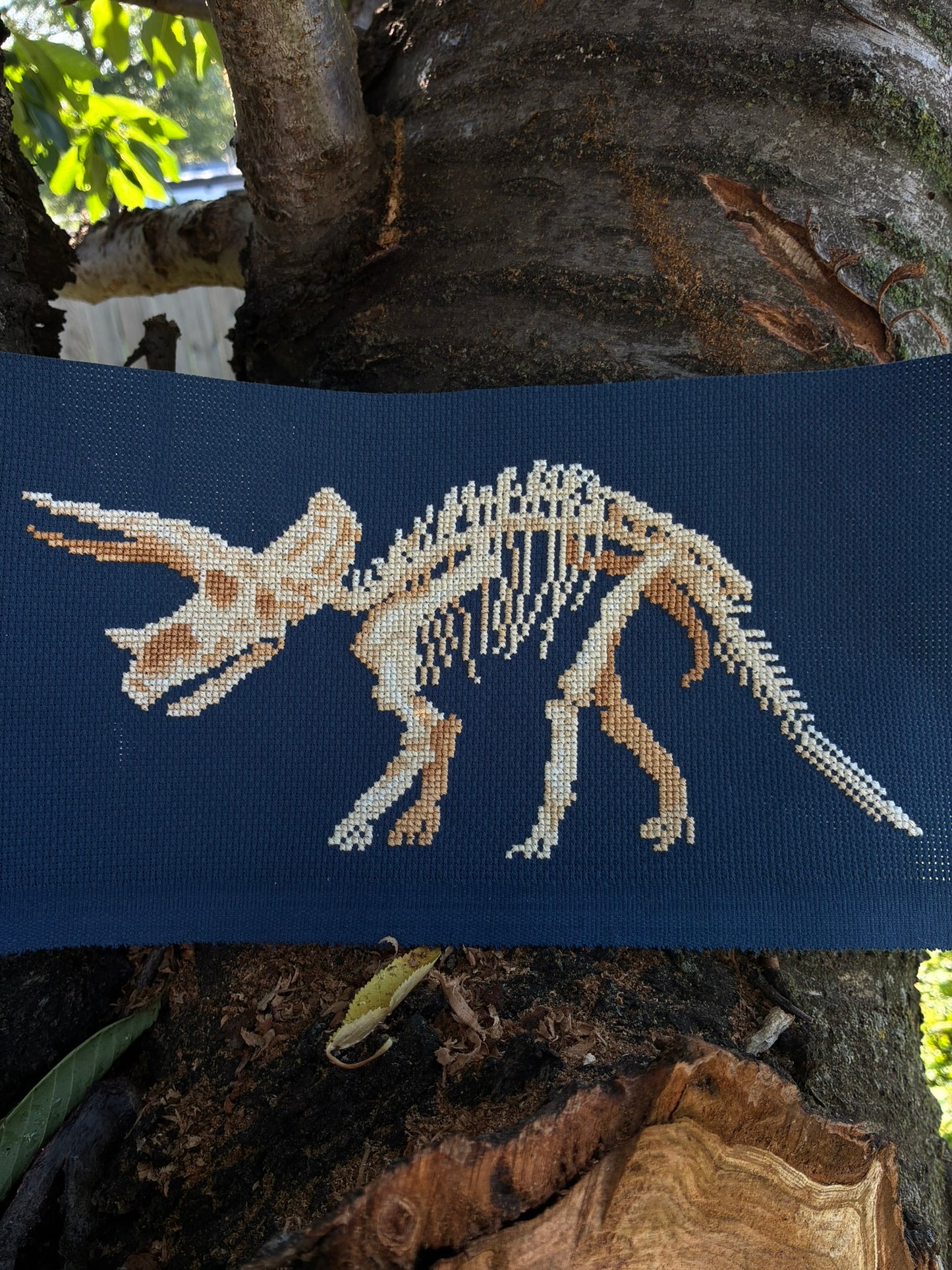 Triceratops Skeleton