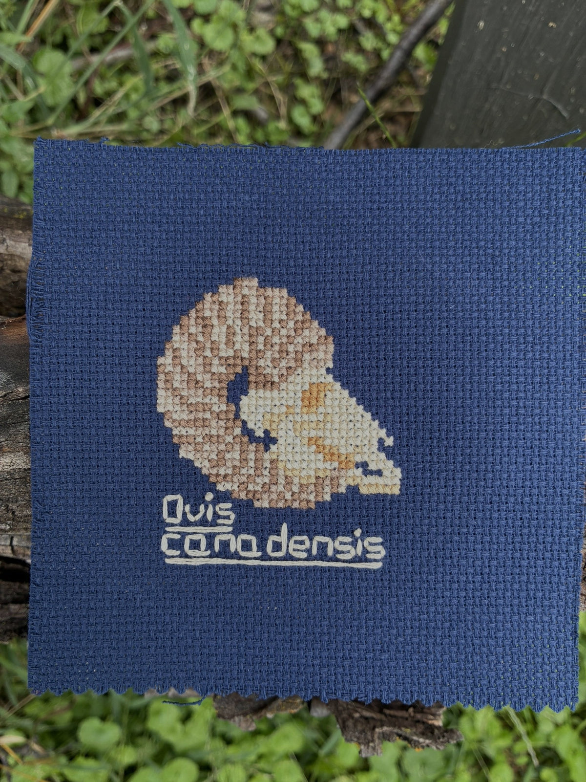Big Horn Sheep PDF