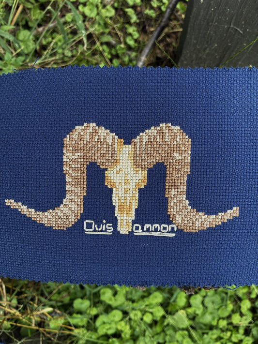 Argali Sheep Skull PDF