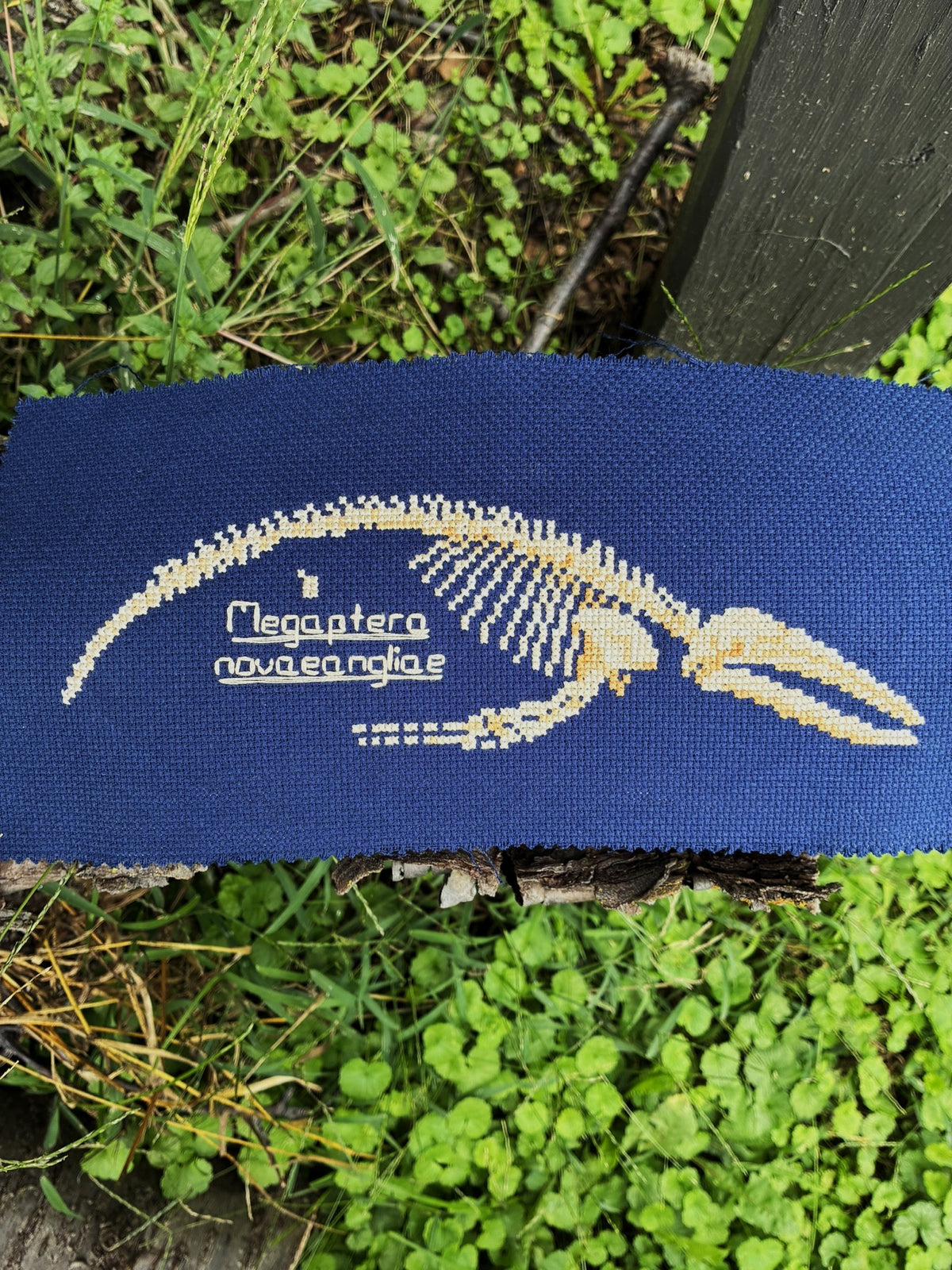 Humpback Whale Skeleton PDF