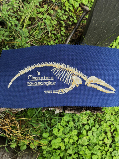 Humpback Whale Skeleton PDF