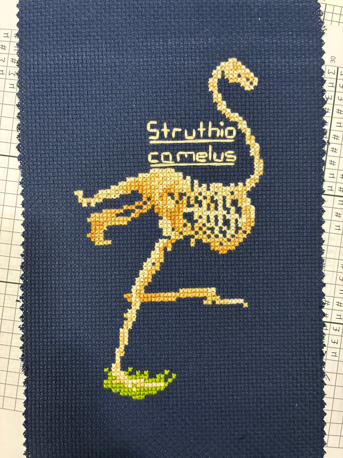 Ostrich Skeleton PDF