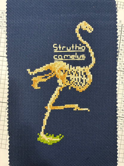 Ostrich Skeleton PDF
